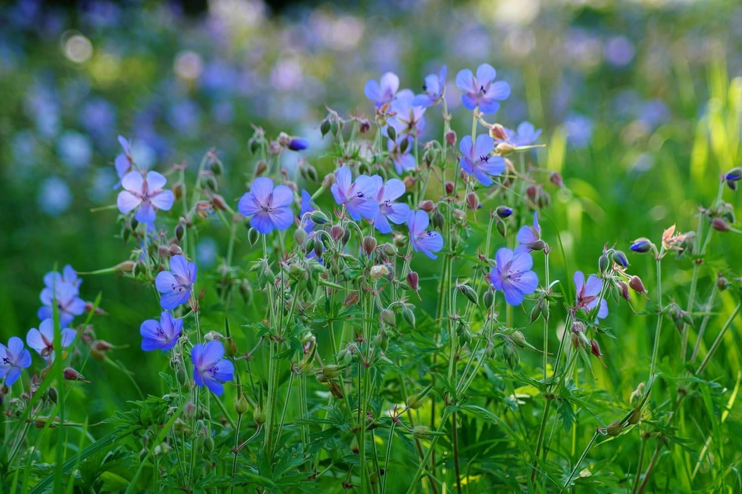 Geranium pratense 'Johnson's Blue' / Blauer Storchschnabel