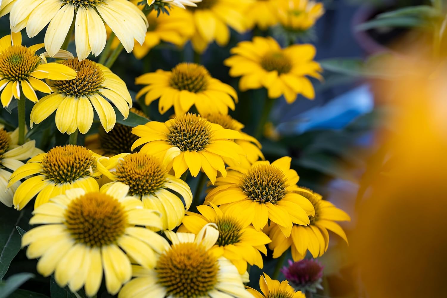 Echinacea purpurea 'Mellow Yellow' / Scheinsonnenhut