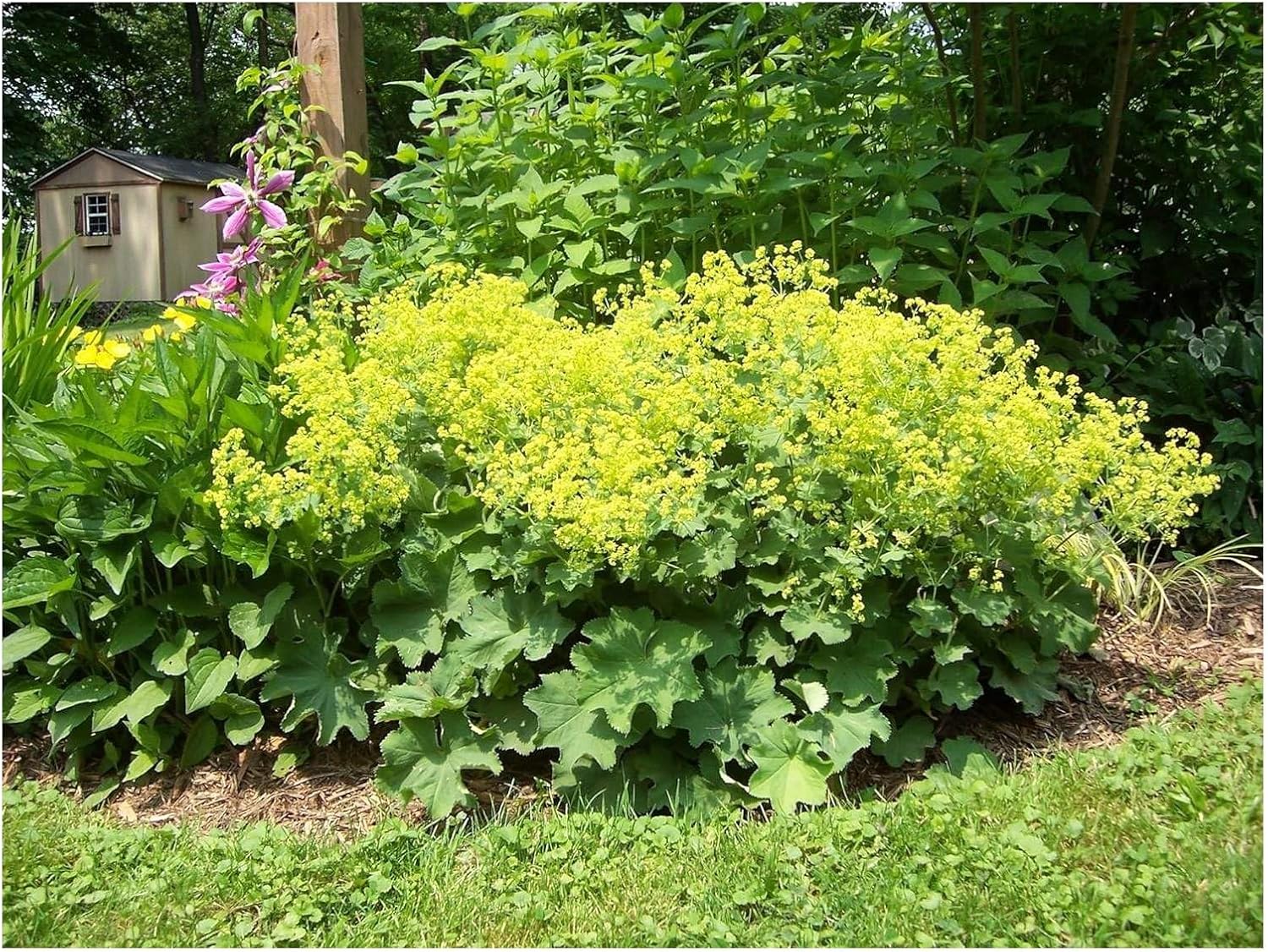 Alchemilla mollis / Großer Frauenmantel
