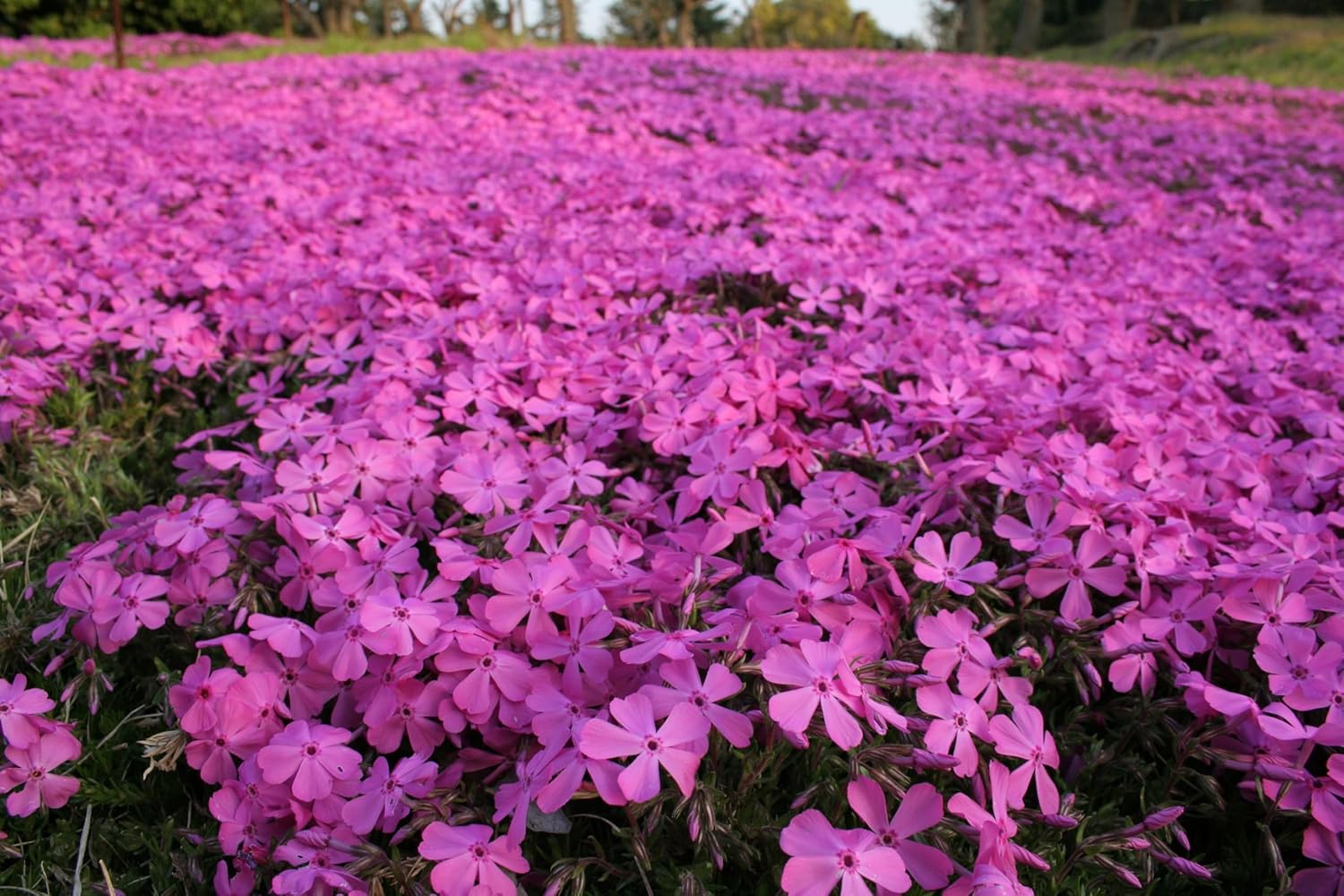 Phlox subulata 'McDaniel's Cushion' / Violetter Polster-Phlox