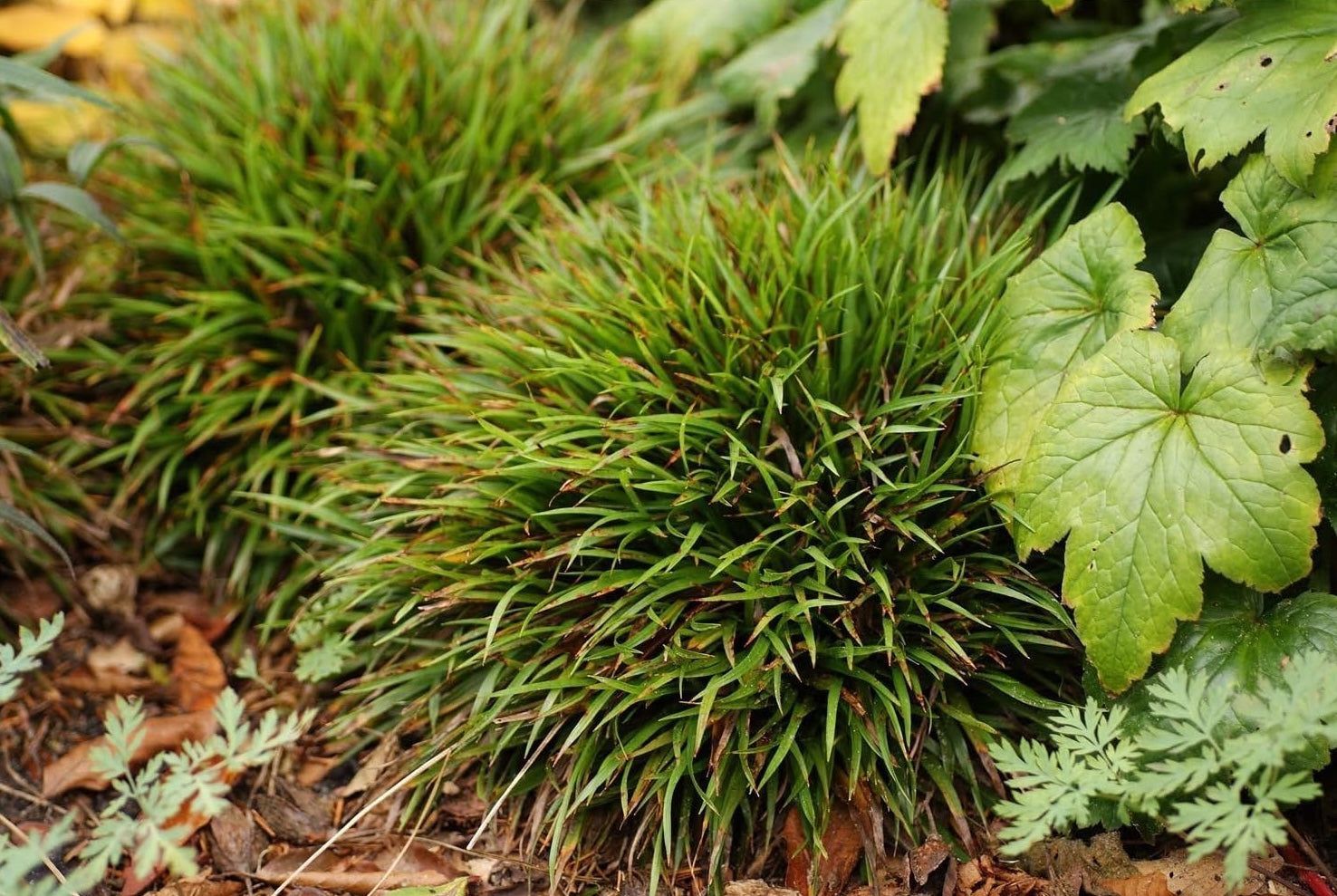 Luzula pilosa 'Igel' / Behaarte Hainsimse