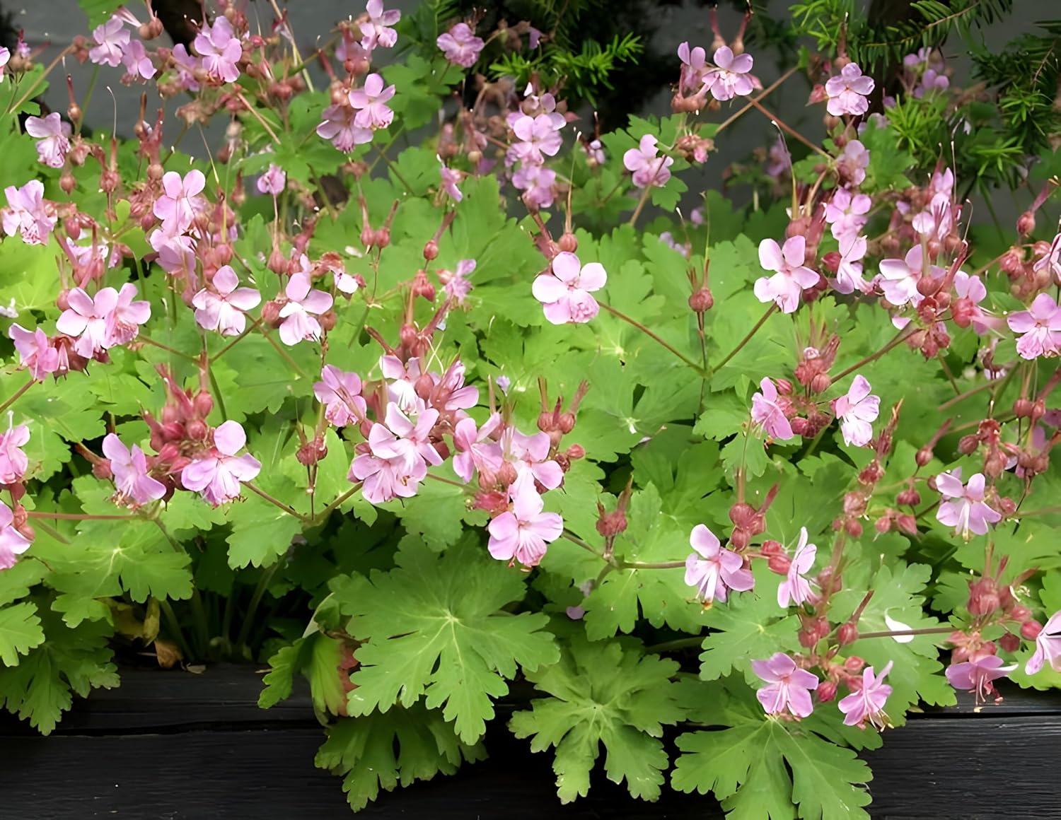 Geranium macrorrhizum ‚Ingwersen's Variety' / Balkan Storchschnabel