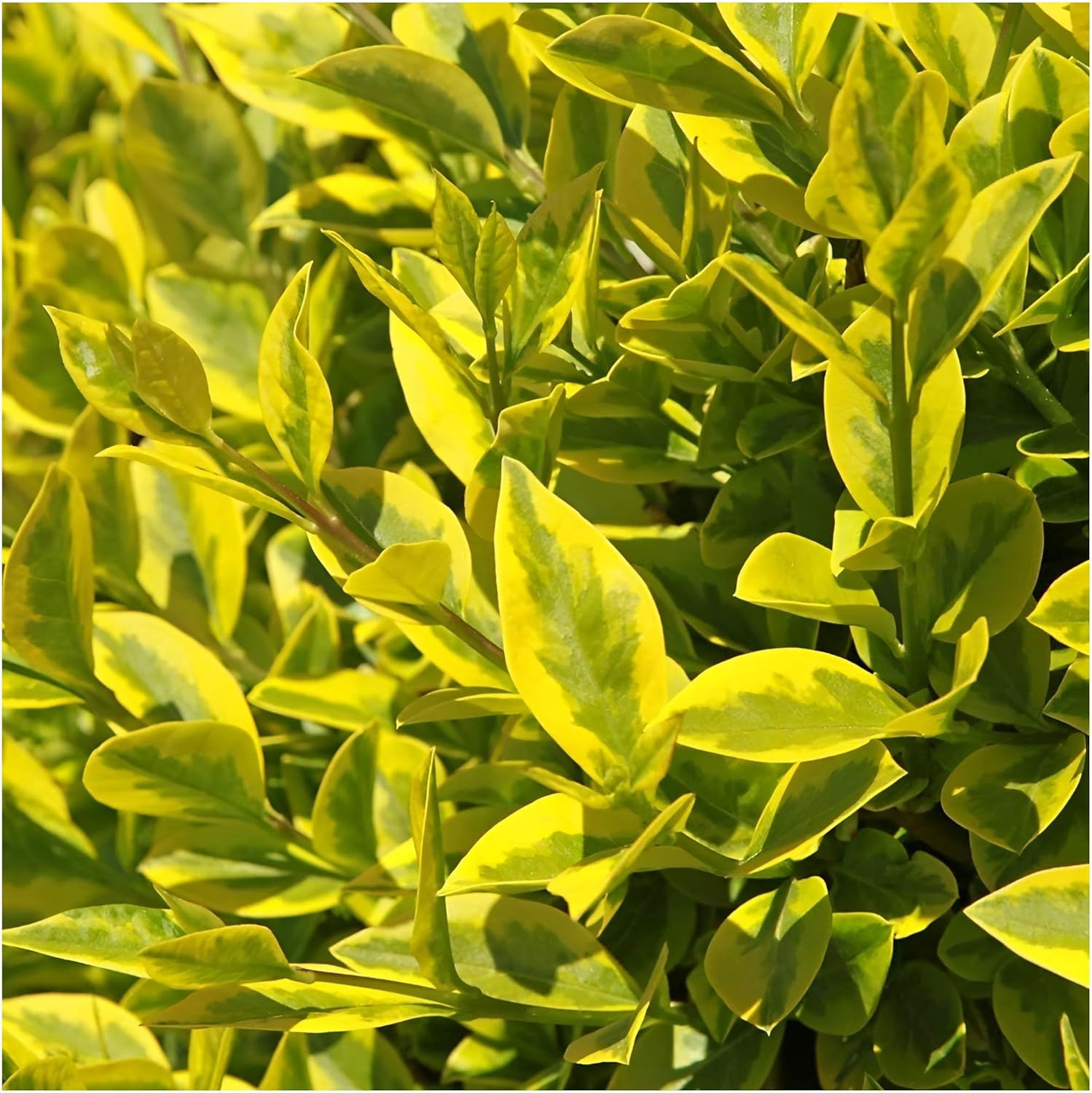 Ligustrum ovalifolium 'Aureum' / Goldliguster