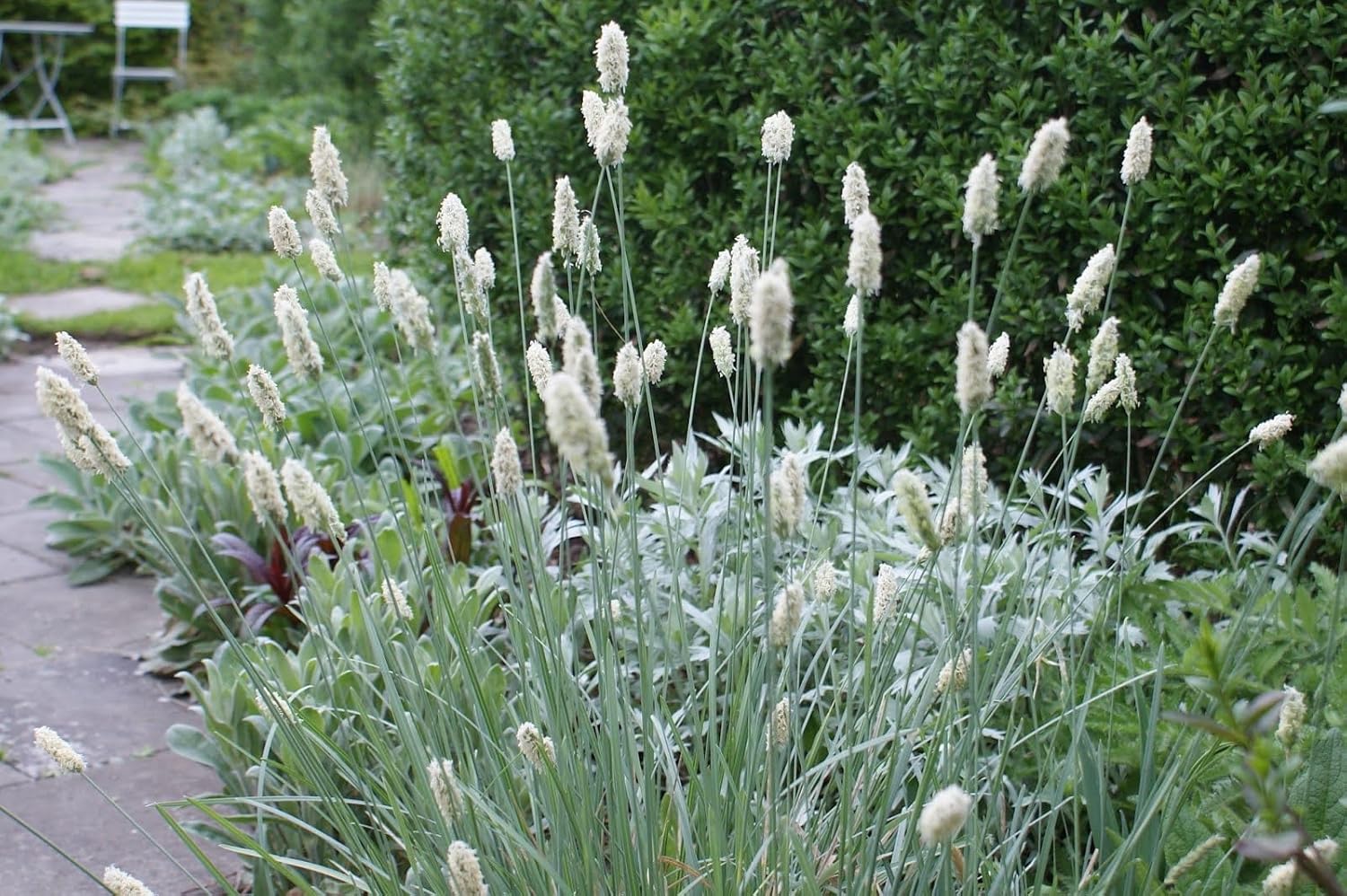 Sesleria sadleriana / Ungarisches Blaugras