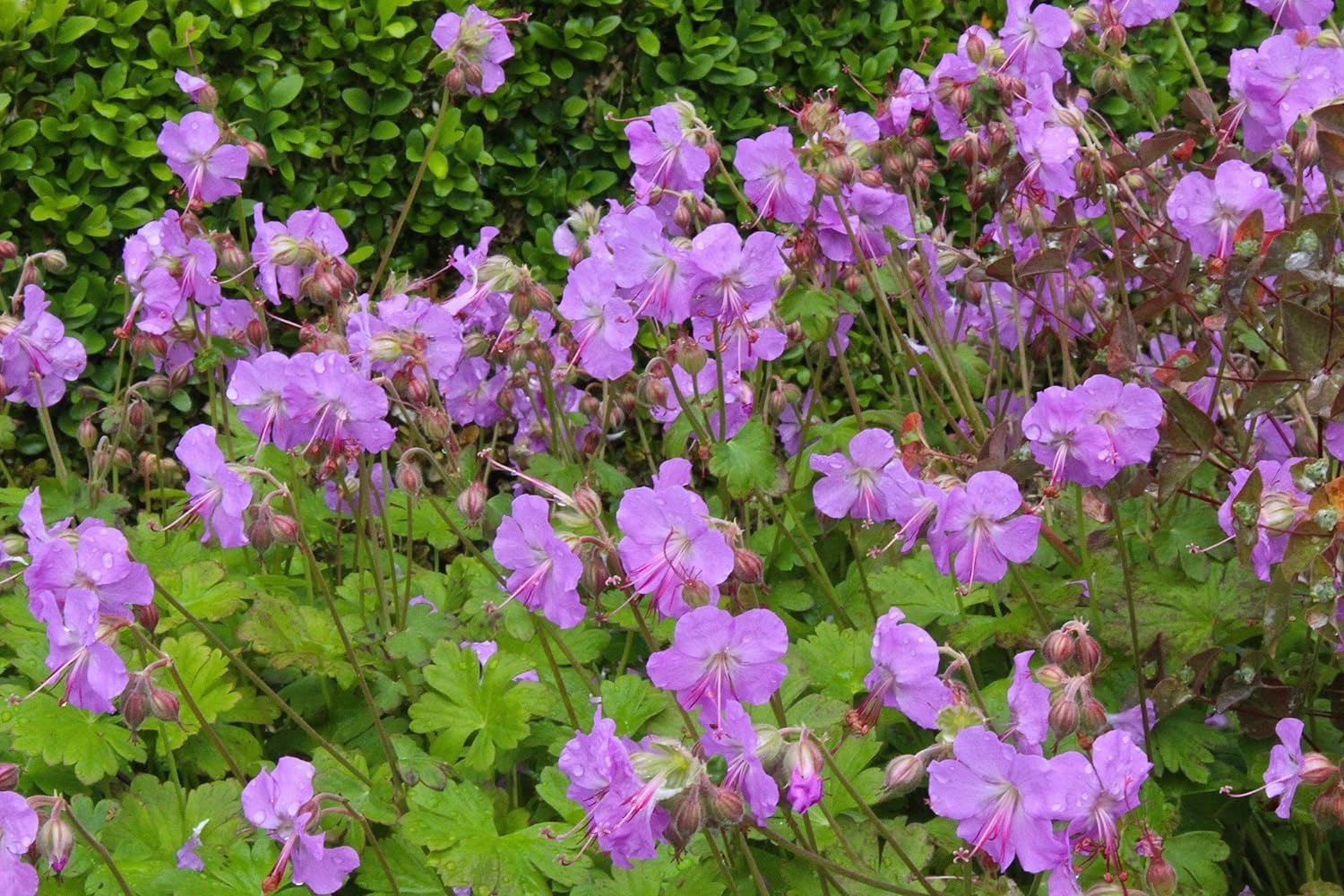 Geranium cantabrigiense 'Karmina' / Cambridge Storchschnabel