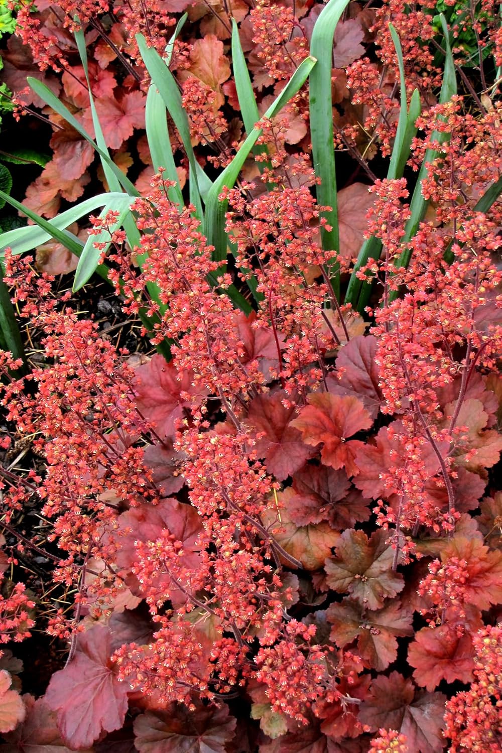 Heuchera Hybride 'Cherry Cola' / Rotes Purpurglöckchen
