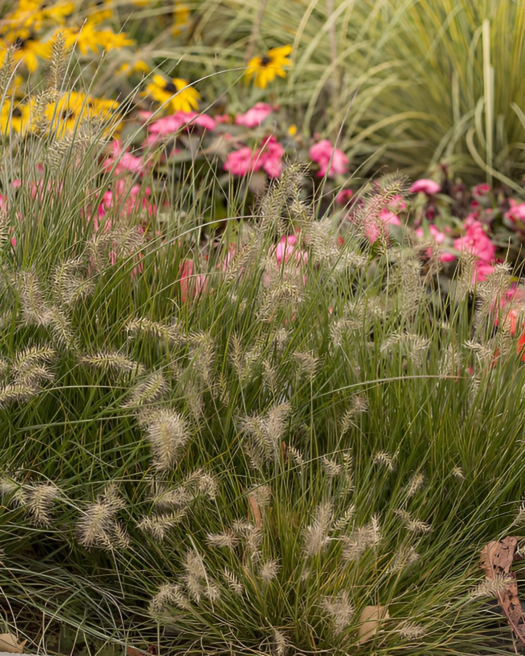 Pennisetum alopecuroides 'Little Bunny' / Zwerg Lampenputzergras