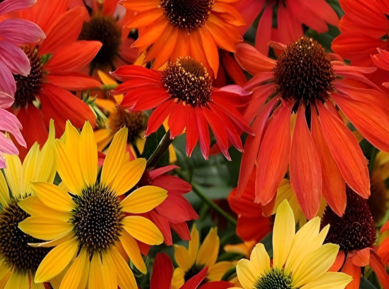 Echinacea purpurea 'Cheyenne Spirit' / Scheinsonnenhut