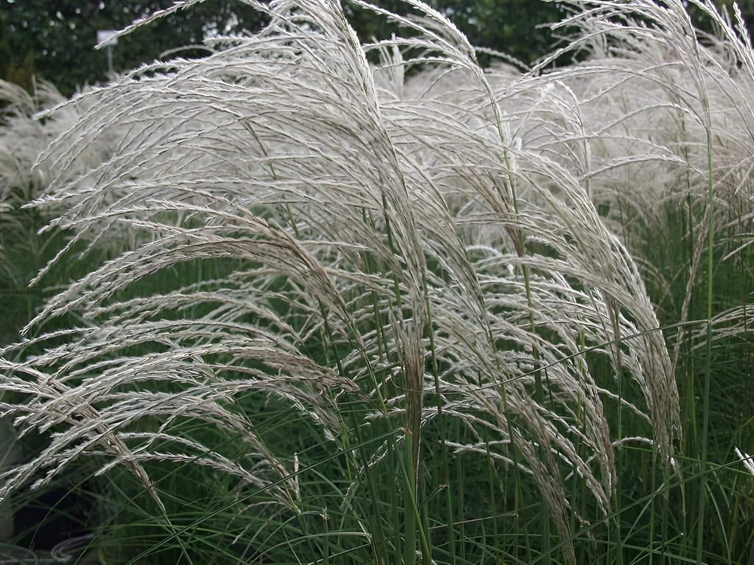 Miscanthus sinensis 'Kleine Fontäne' / Chinaschilf