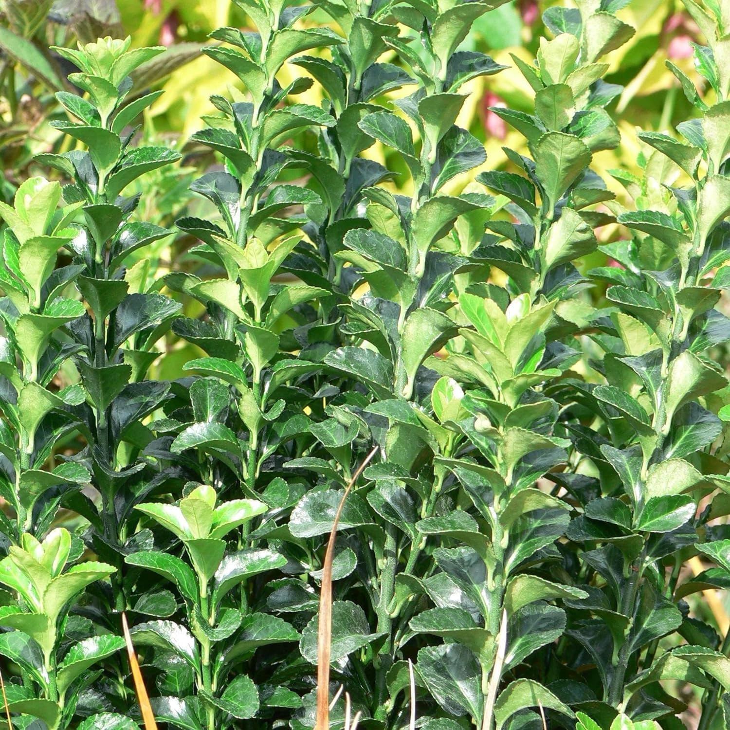 Euonymus japonicus 'Green Rocket' / Grüner Säulen-Spindelstrauch