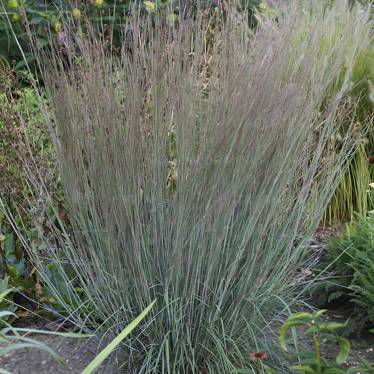 Schizachyrium scoparium 'Blue Heaven’ / Kleines Präriegras