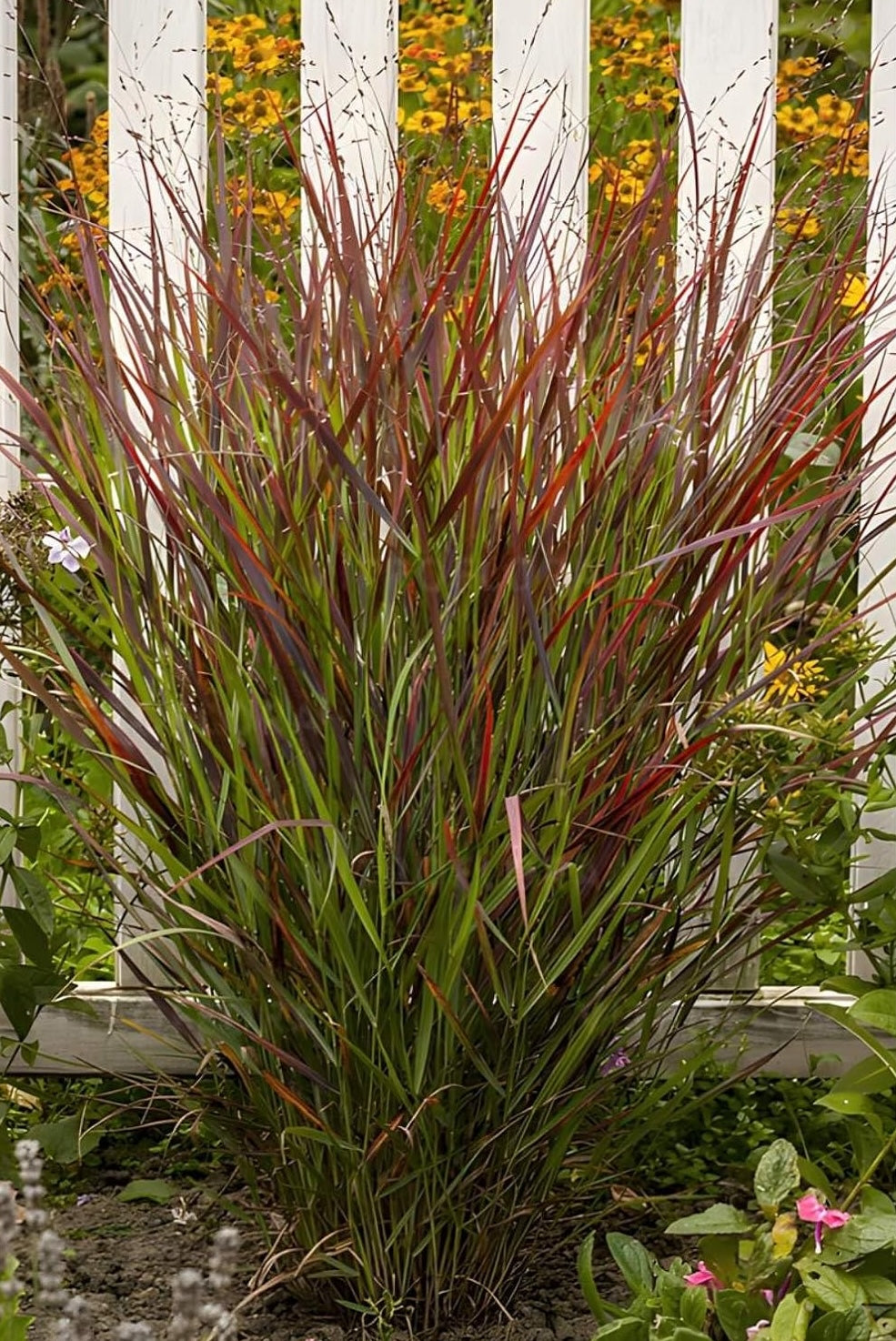 Panicum virgatum 'Cardinal' / Rote Rutenhirse
