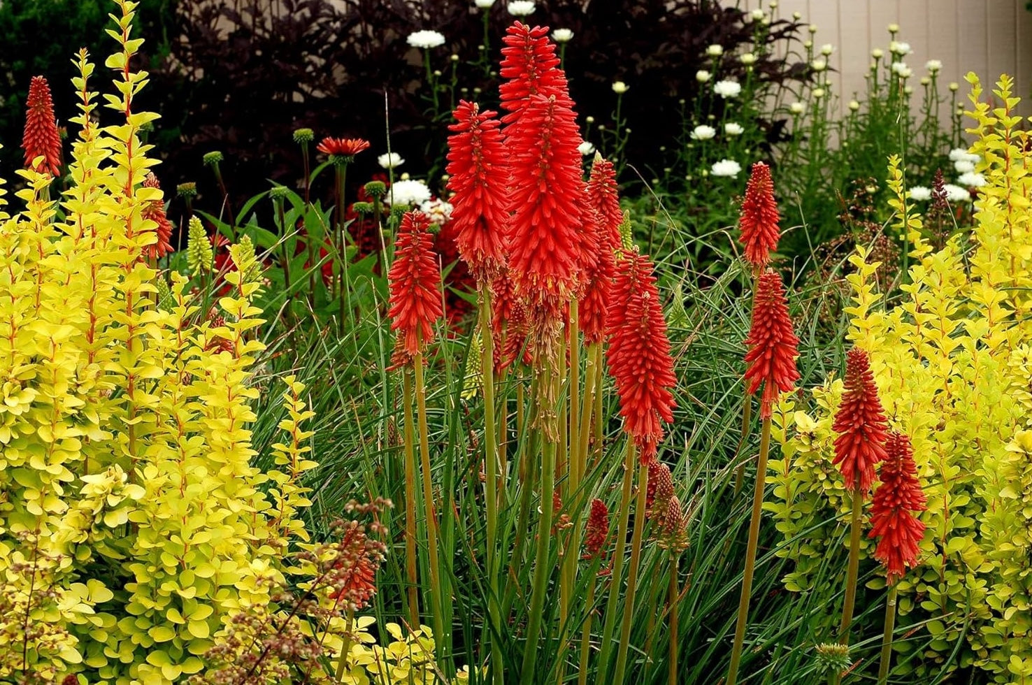 Kniphofia 'Redhot Popsicle' / Rote Fackellilie - Tritome