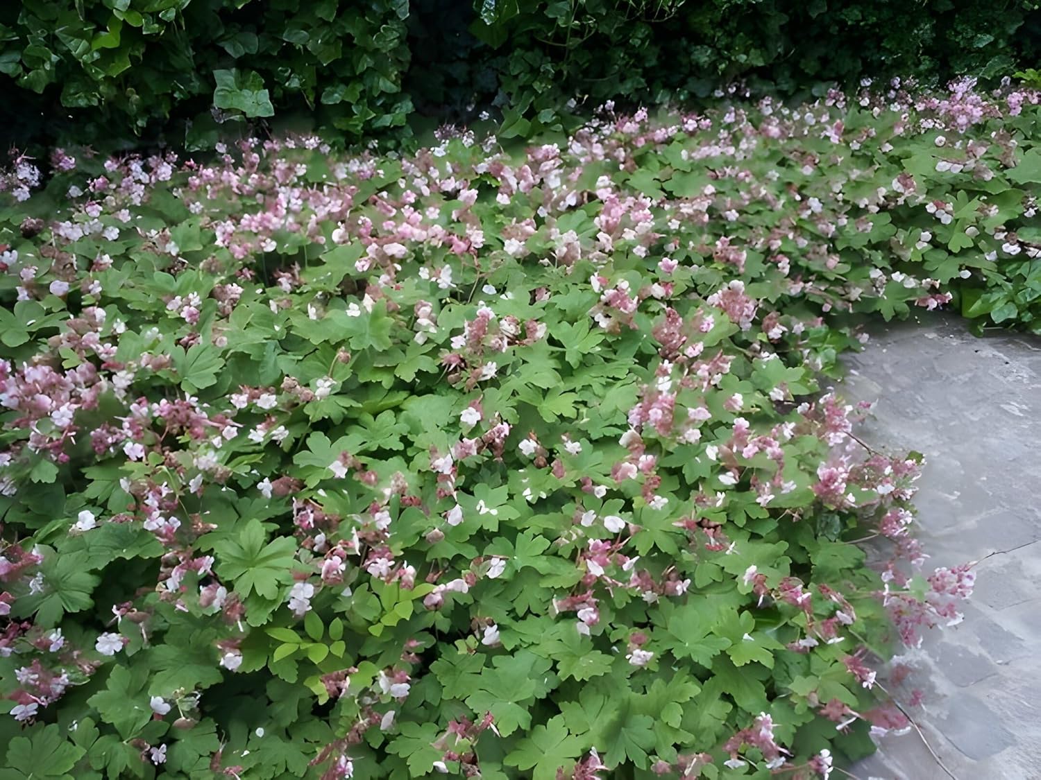 Geranium macrorrhizum ‚Ingwersen's Variety' / Balkan Storchschnabel