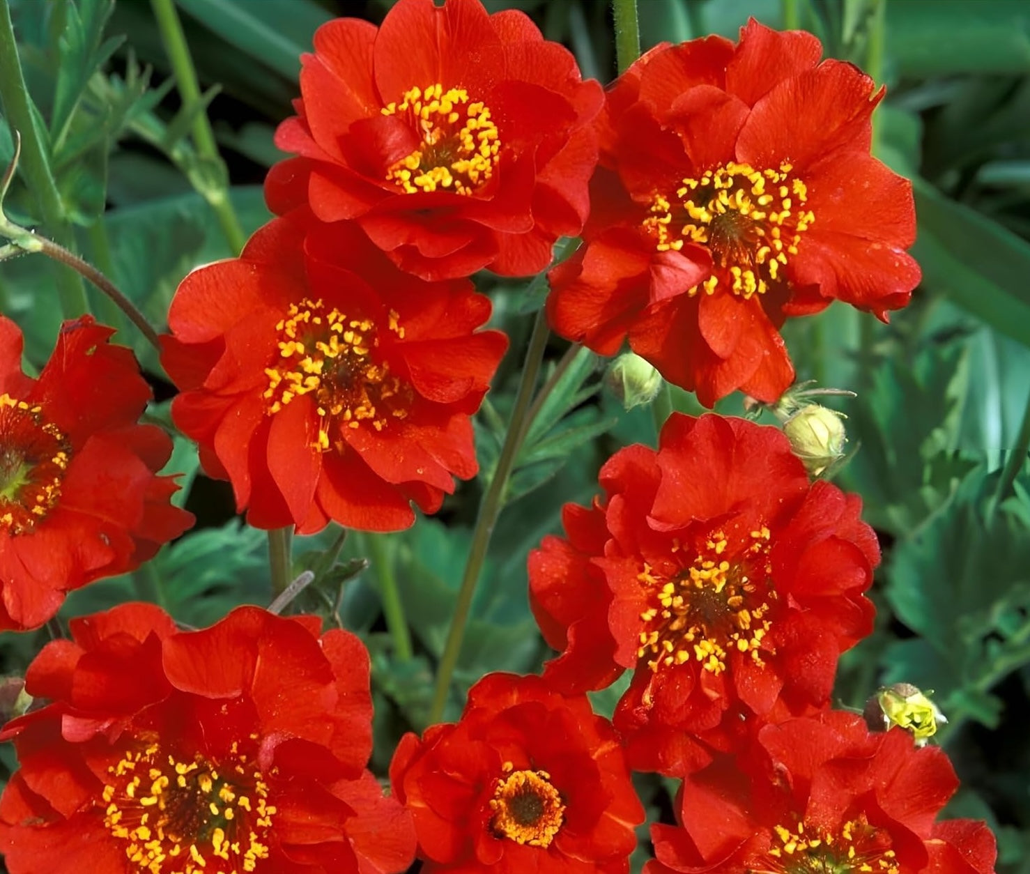 Geum chiloense 'Mrs Bradshaw' / Roter Chilenische Nelkenwurz