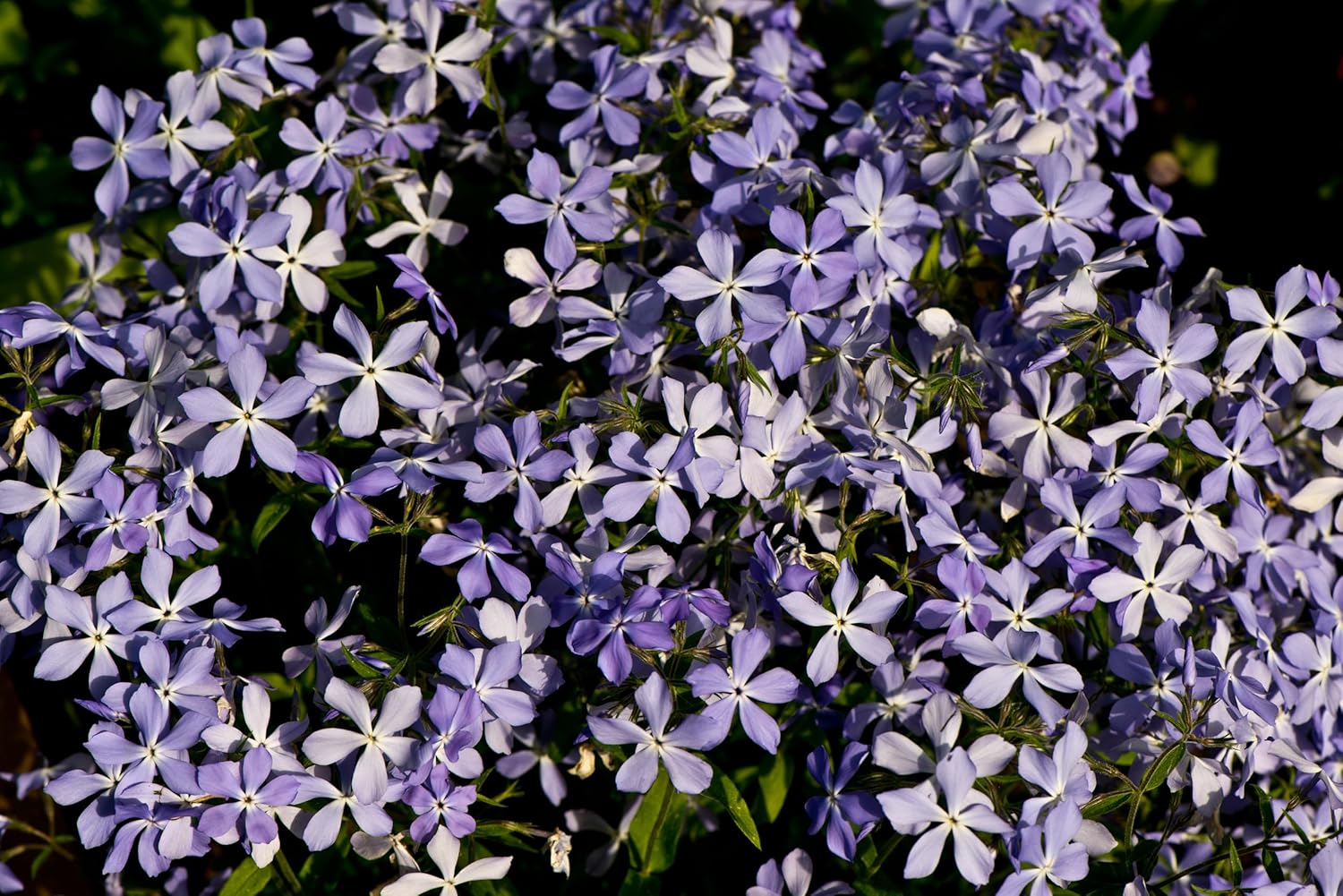 Phlox subulata 'Emerald Cushion Blue' / Blauer Polster-Phlox