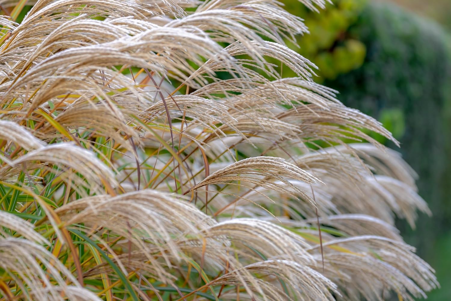 Miscanthus sinensis / Chinaschilf - XXL Topf