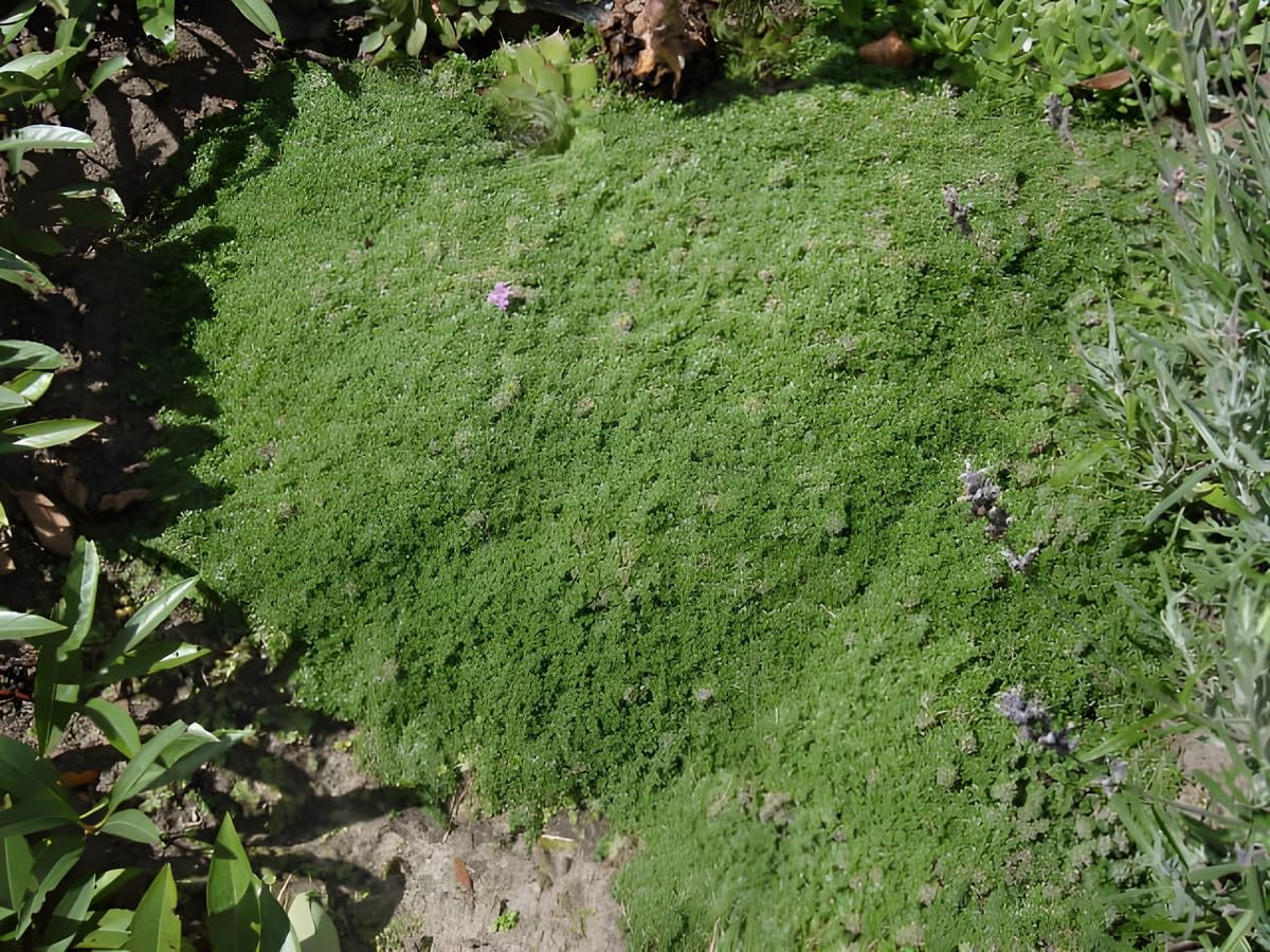 Thymus praecox 'Minor' / Kleiner Polsterthymian