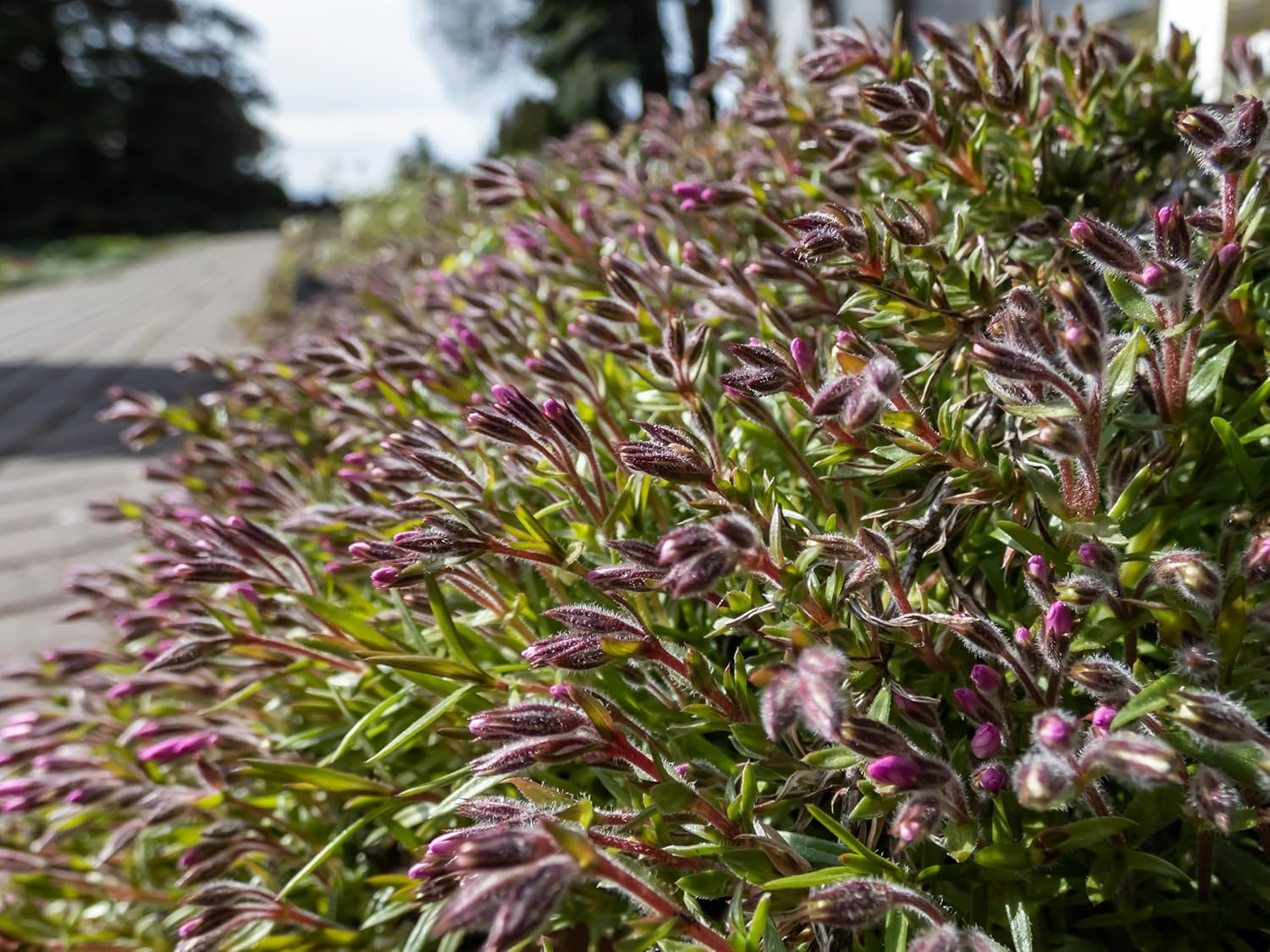 Phlox subulata 'Zwergenteppich' / Zwerg Polster-Phlox