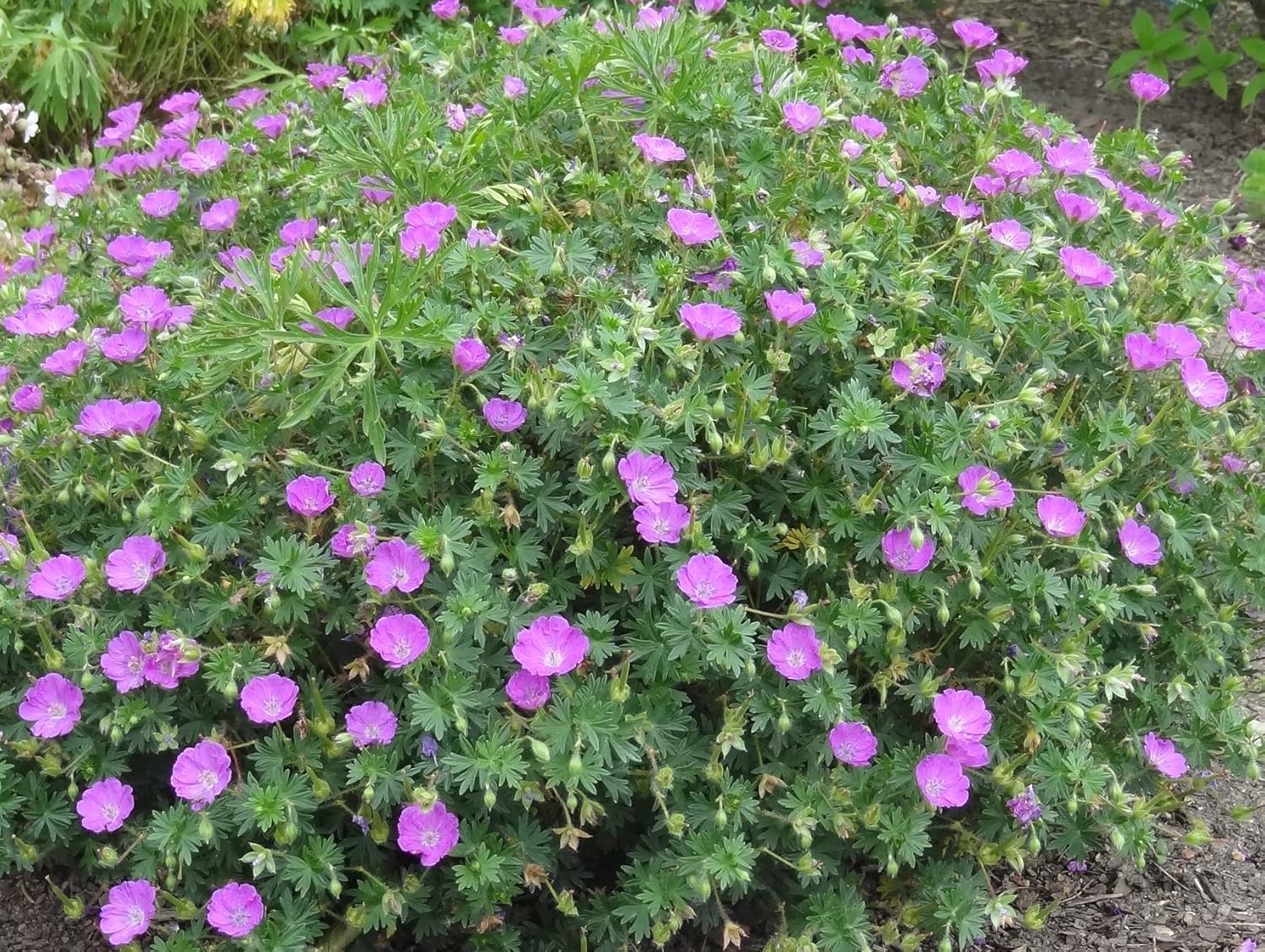 Geranium sanguineum 'Max Frei' / Blut Storchschnabel