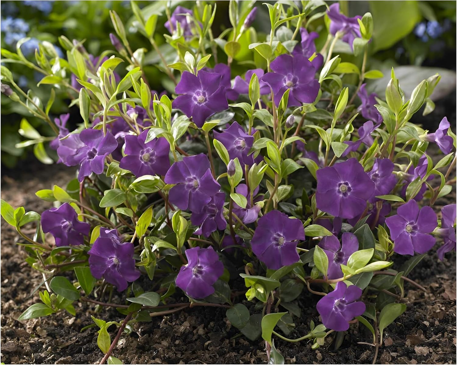 9 x Vinca minor Farbmix / Kleines Immergrün
