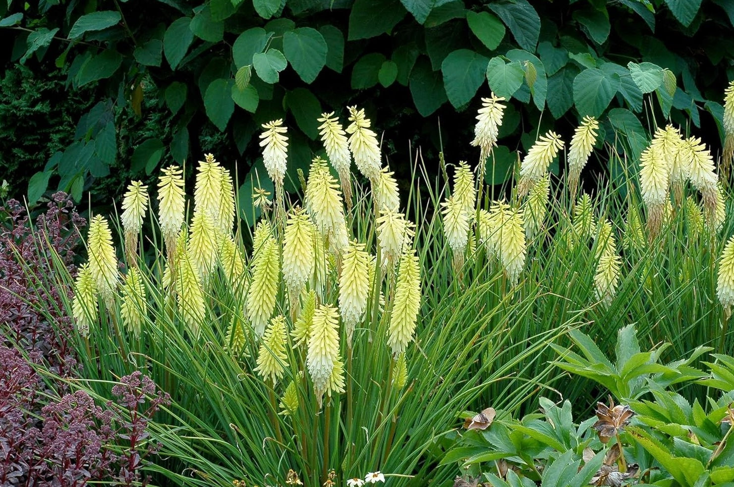 Kniphofia 'Pineapple Popsicle’ / Gelbe Fackellilie - Tritome