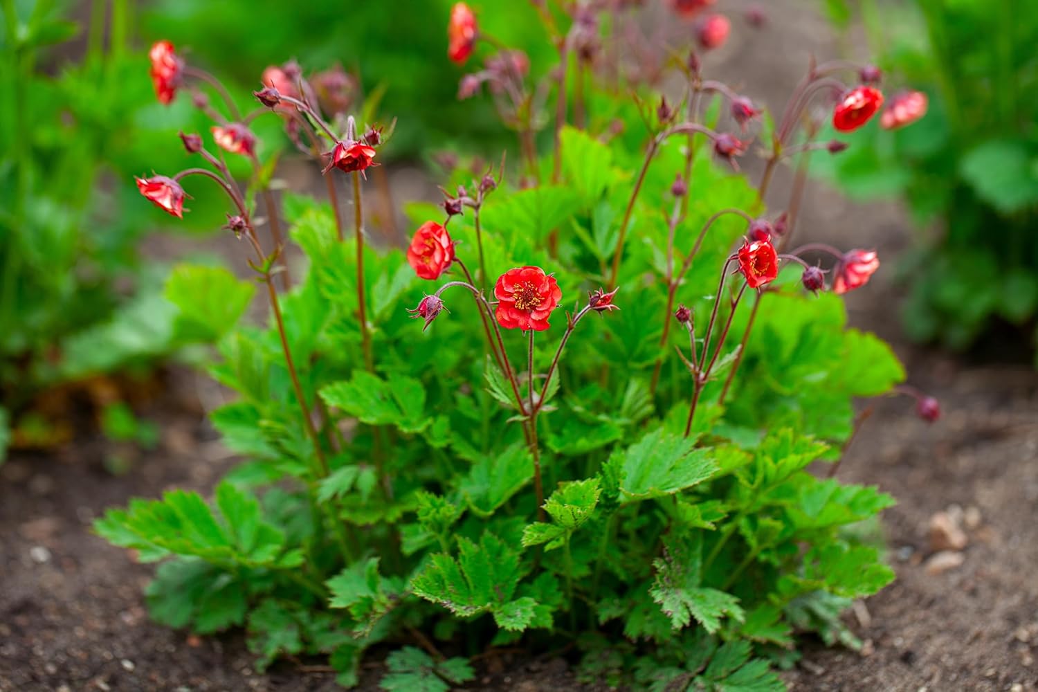 Geum rivale 'Flames of Passion‘ / feuerroter Bach Nelkenwurz