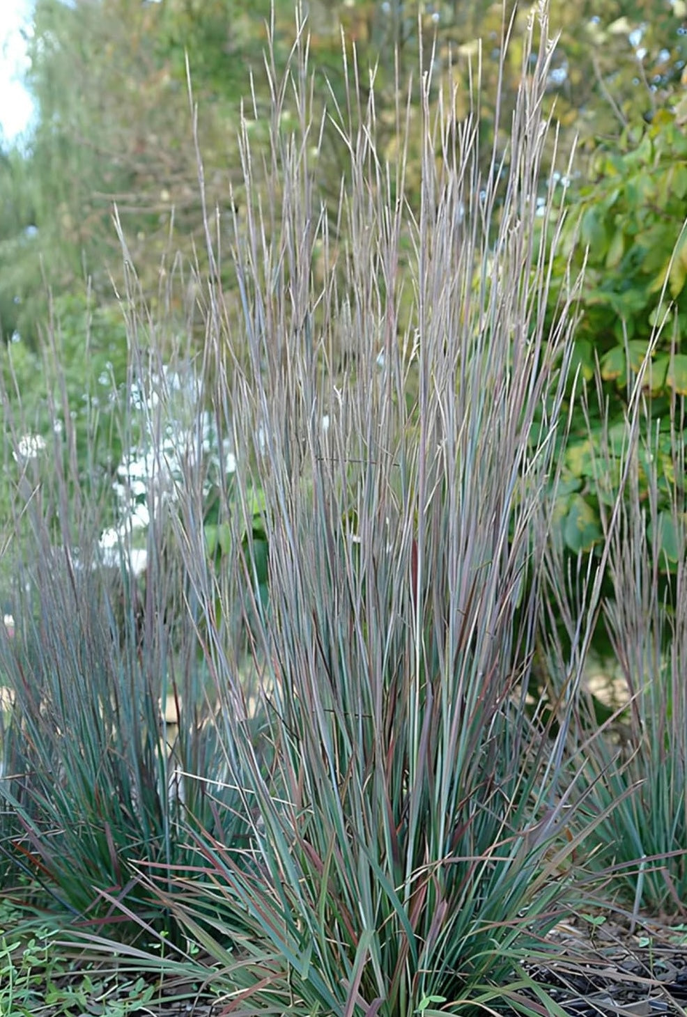 Schizachyrium scoparium 'Standing Ovation’ / Kleines Präriegras