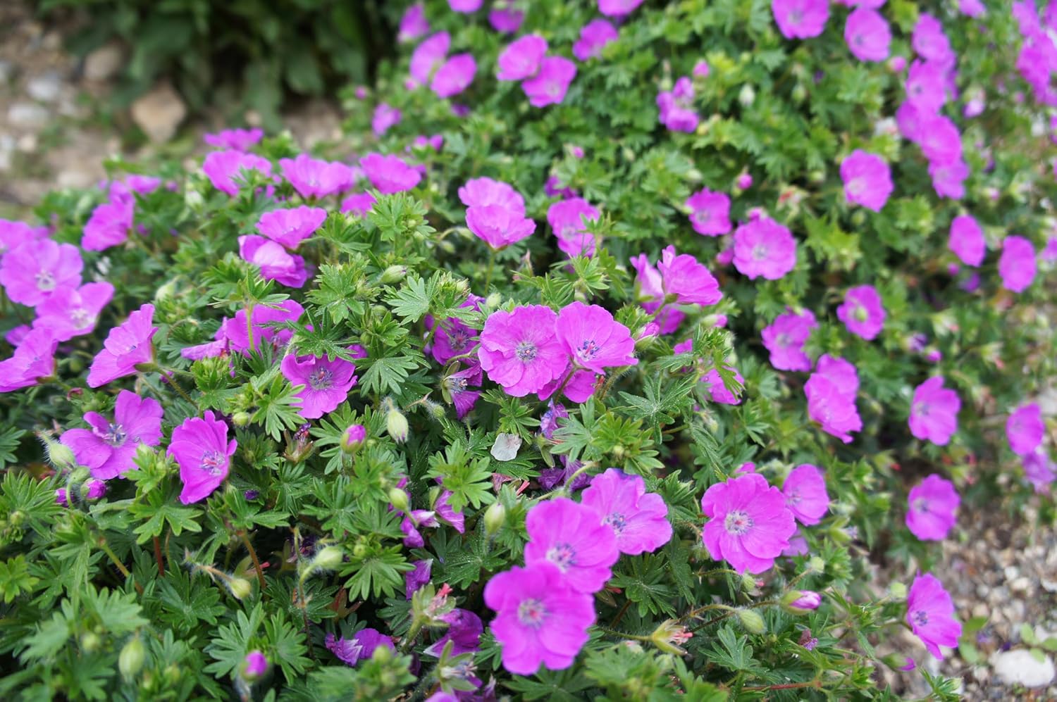 Geranium sanguineum 'Dilys' / Pinker Blut Storchschnabel