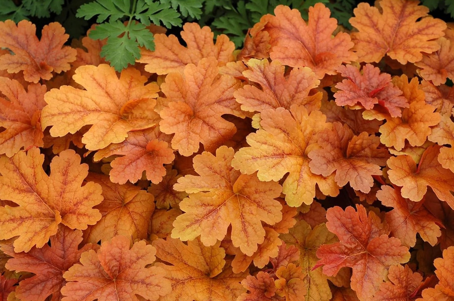 Heucherella Hybride 'Buttered Rum' / Purpurglöckchen
