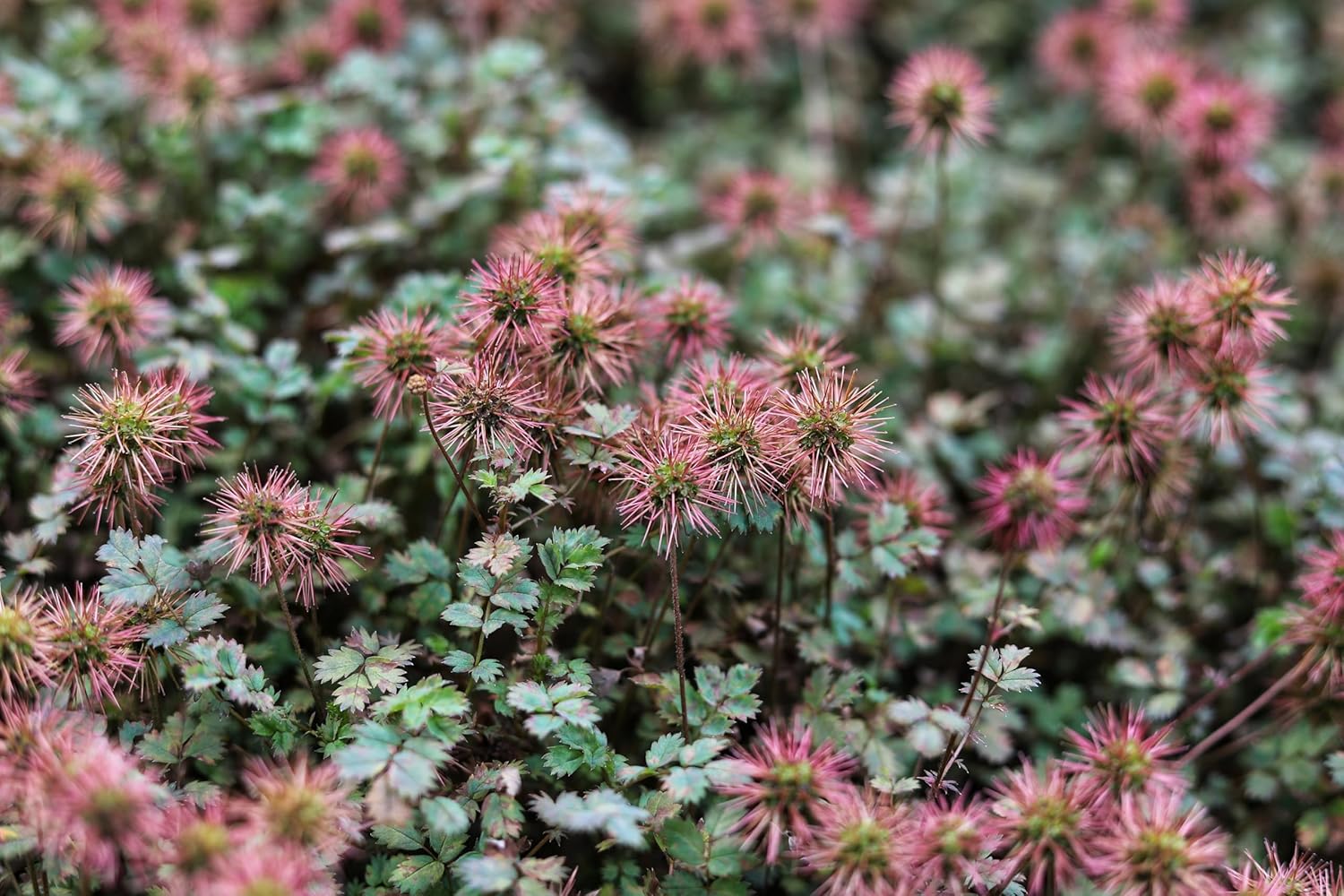 Acaena buchananni / Blaugrünes Stachelnüsschen
