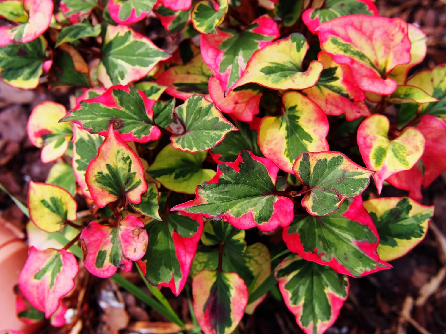 Houttuynia cordata 'Chameleon' / Bunter Eidechsenschwanz