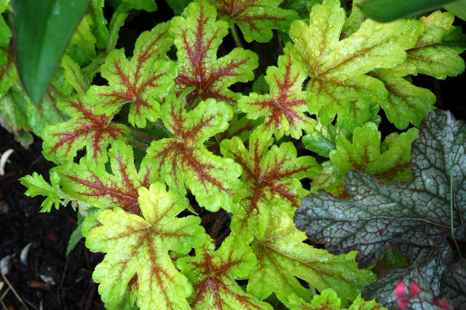 Heucherella Hybride 'Alabama Sunrise' / Purpurglöckchen