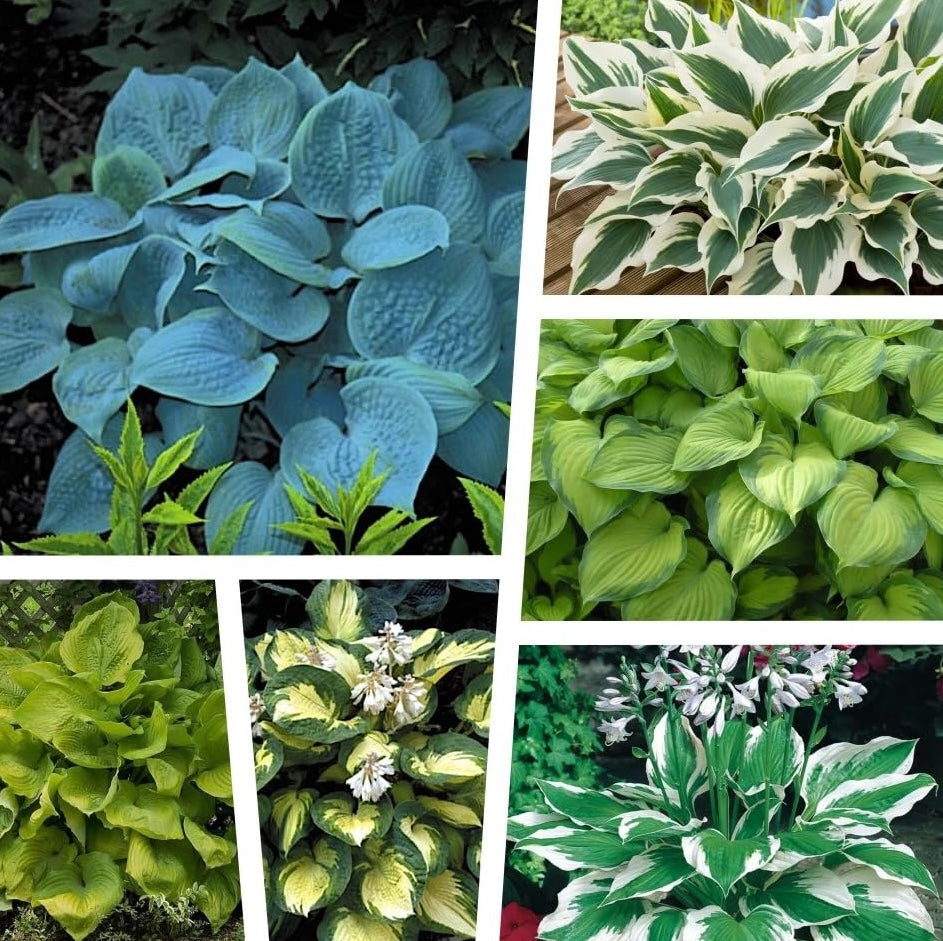 6 x Hosta Kollektion / Funkien im Mix