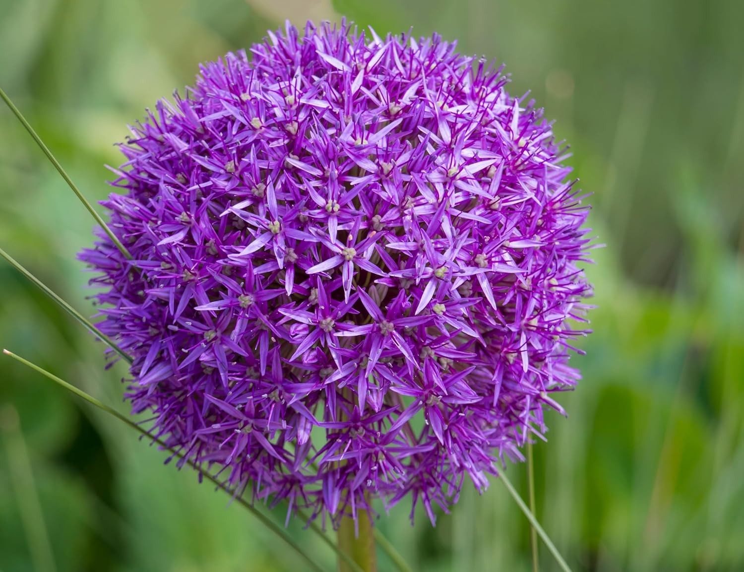 Allium ‚His Excellency' / Zierlauch