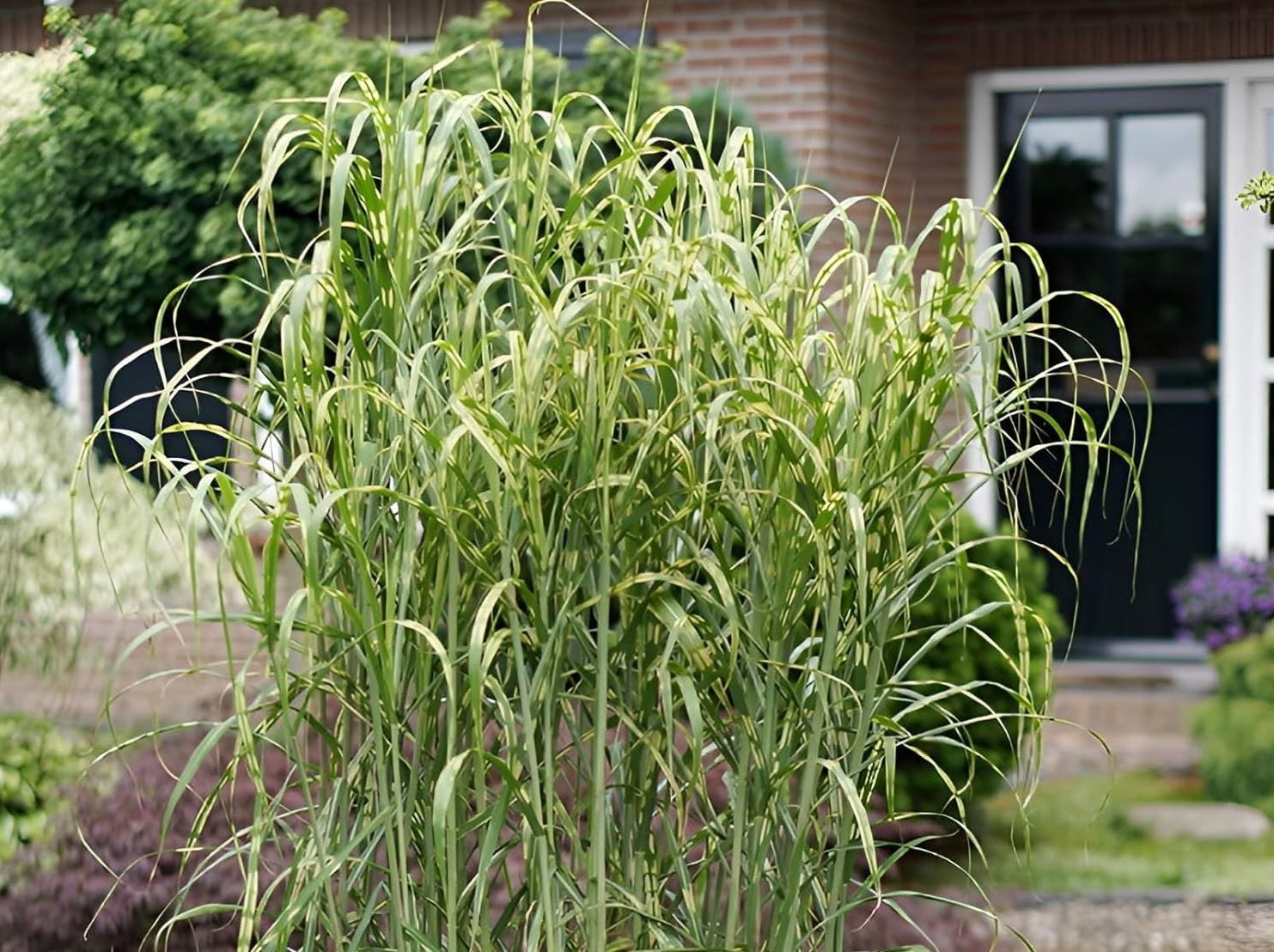 Miscanthus x giganteus 'Aligator'/ Riesen-Chinaschilf - Elefantengras