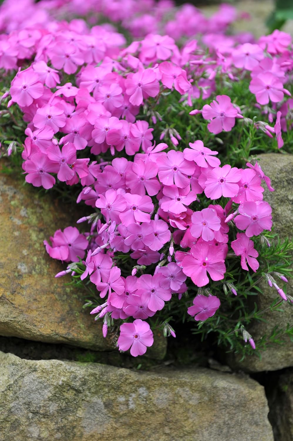 Phlox subulata 'McDaniel's Cushion' / Violetter Polster-Phlox