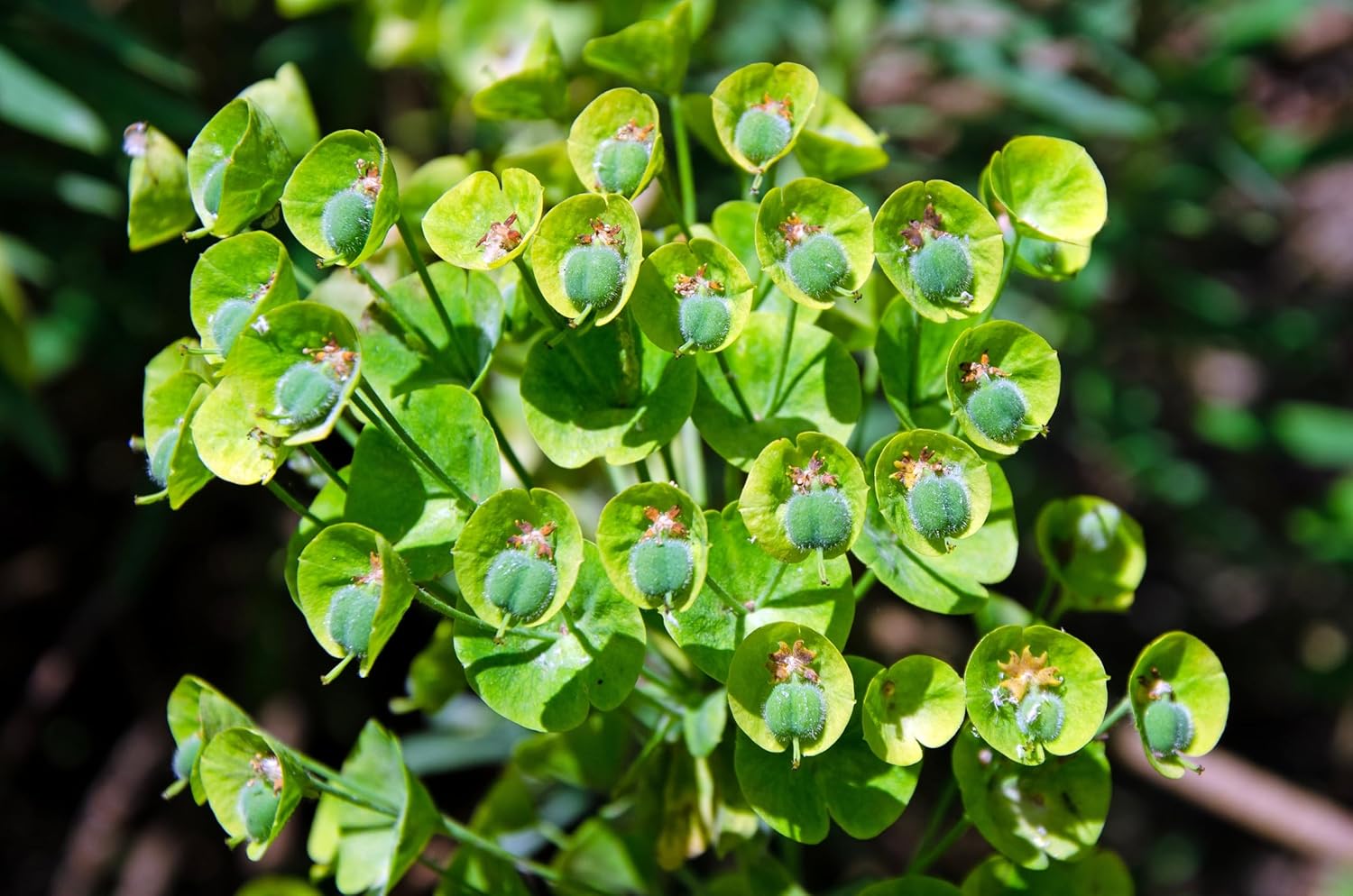 Euphorbia characias 'Blue Wonder' / Mittelmeer-Wolfsmilch