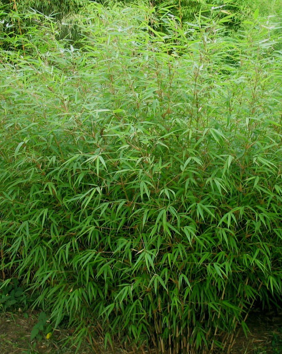 5 x Fargesia Kollektion / Garten-Bambus - extra für Sie ausgewählt