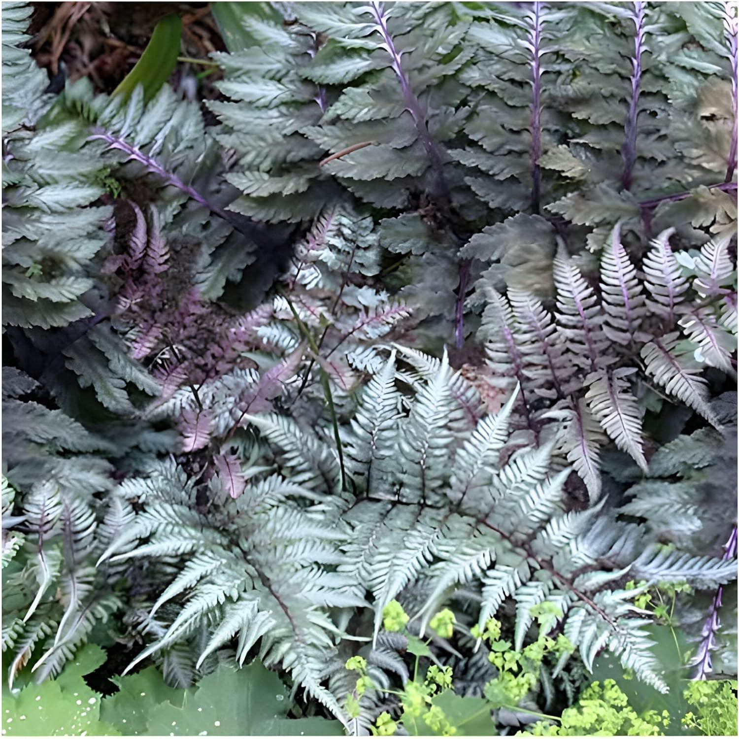 Athyrium niponicum 'Red Beauty' / Regenbogenfarn