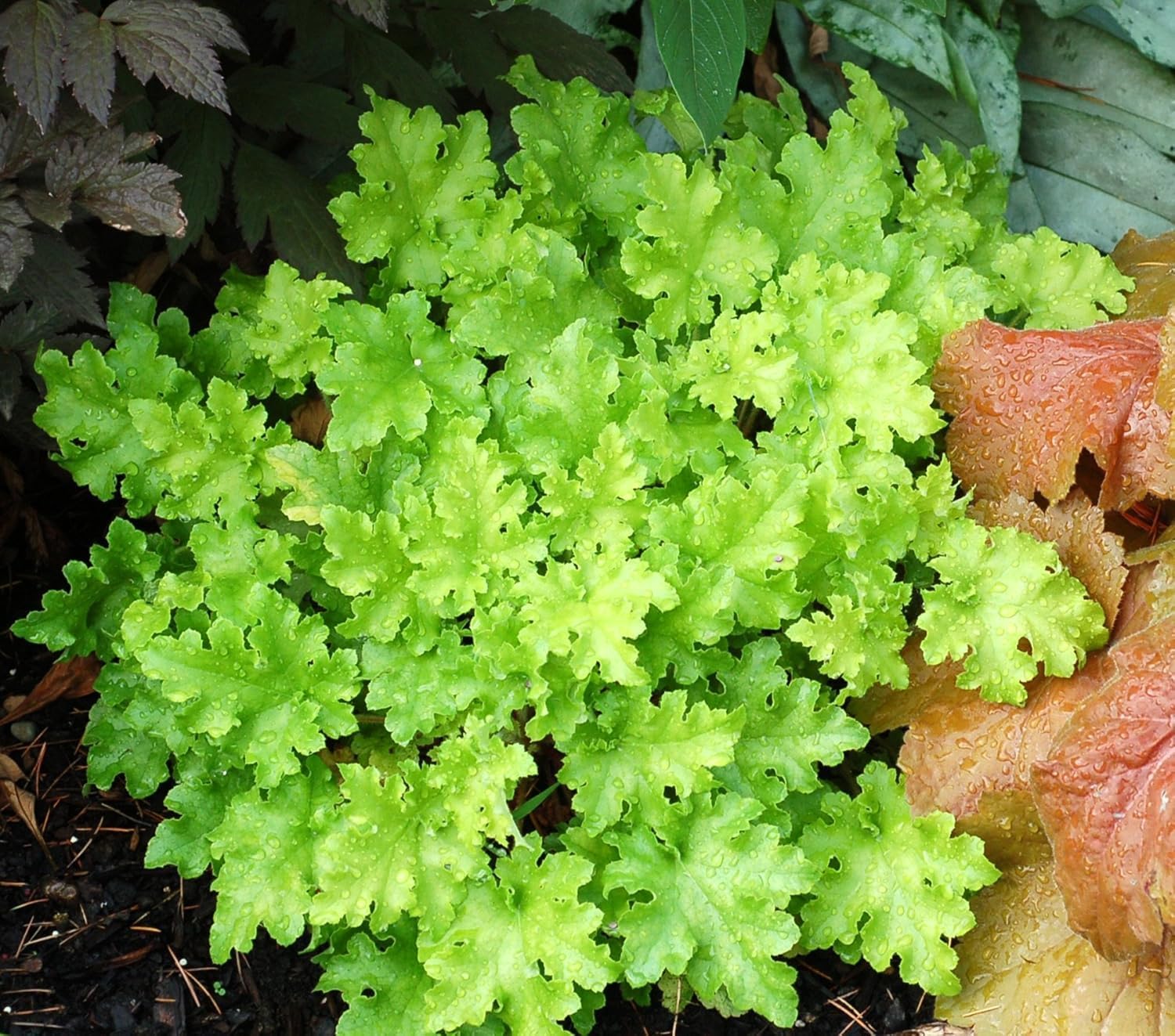 Heuchera Hybride 'Lime Marmalade' / Purpurglöckchen