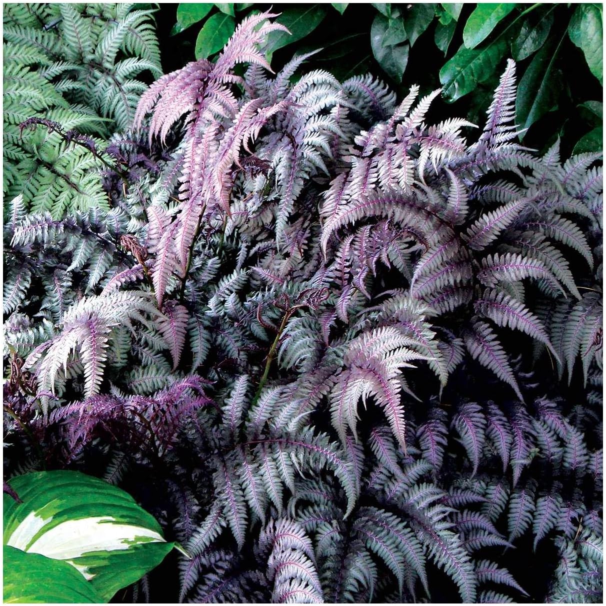 Athyrium niponicum ‚Burgundy Lace' / Regenbogenfarn