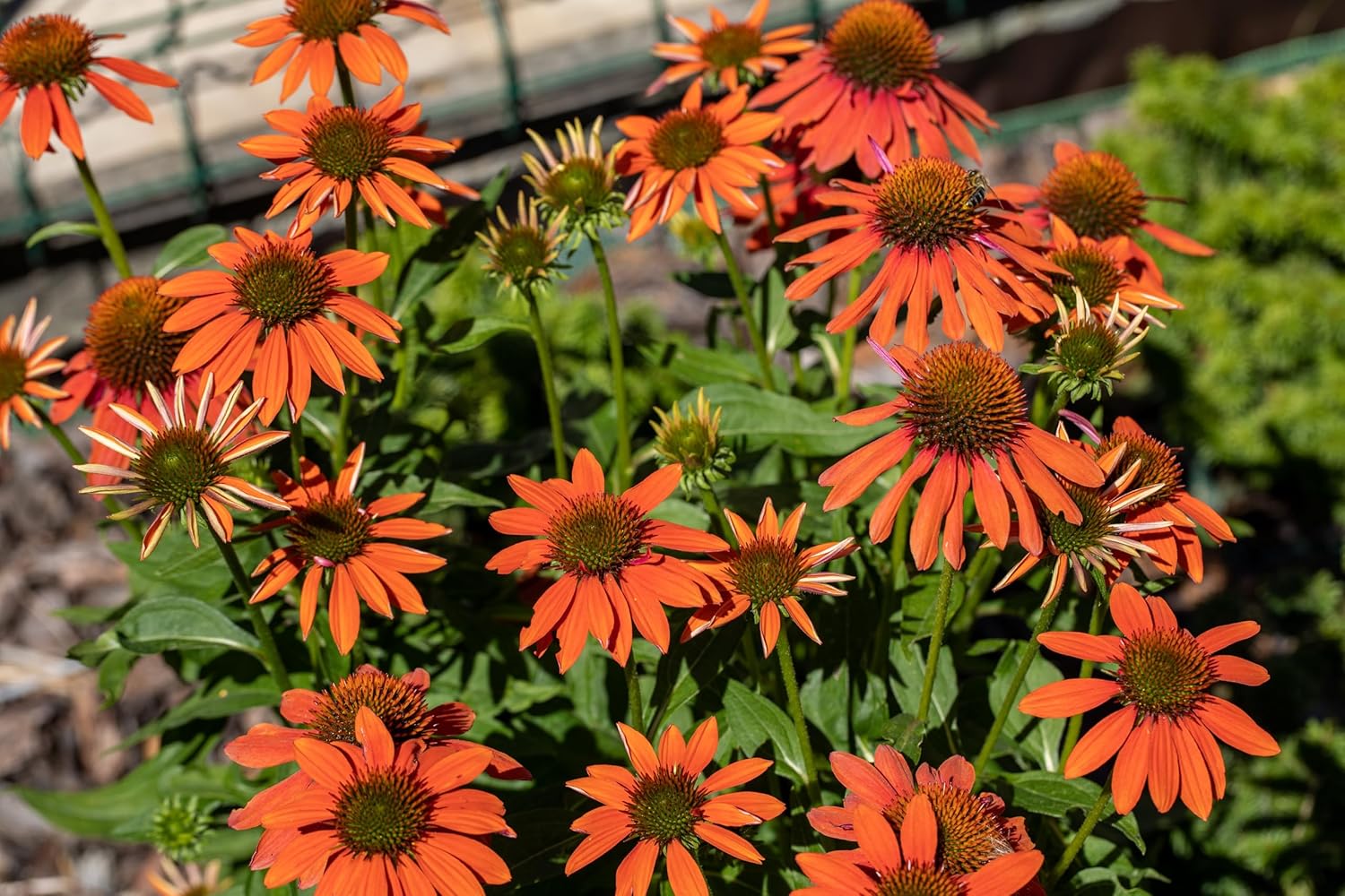 Echinacea purpurea ‚Lakota Orange' / Scheinsonnenhut