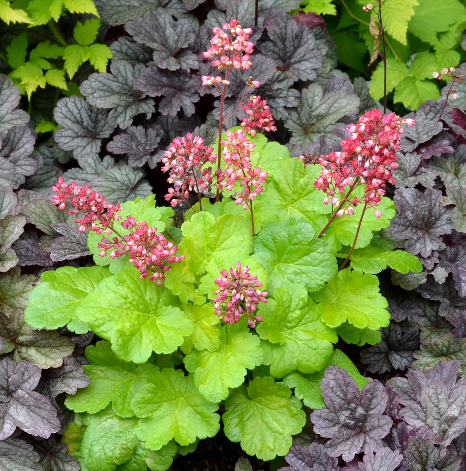 Heuchera Hybride 'Sweet Tart' / Purpurglöckchen