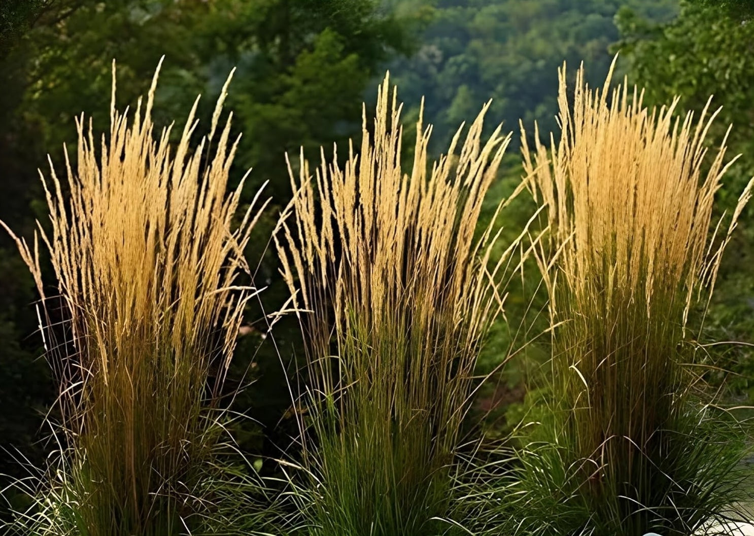 Calamagrostis acutiflora ‚Waldenbusch‘ / Reitgras