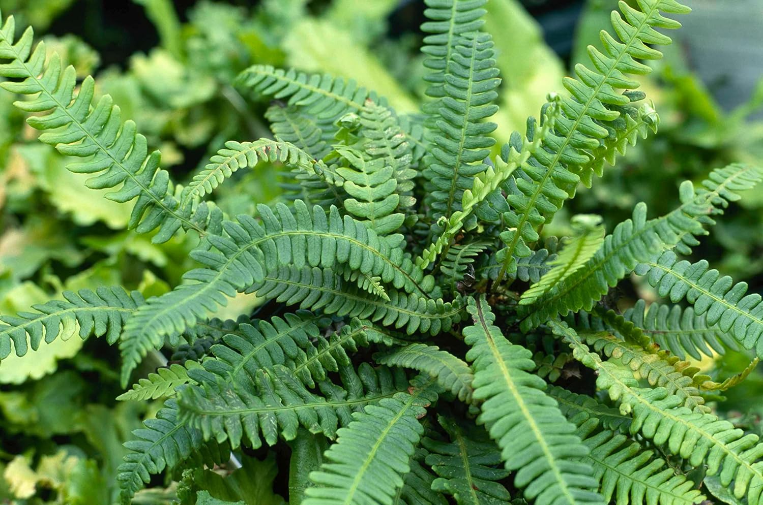 Blechnum spicant / Rippenfarn
