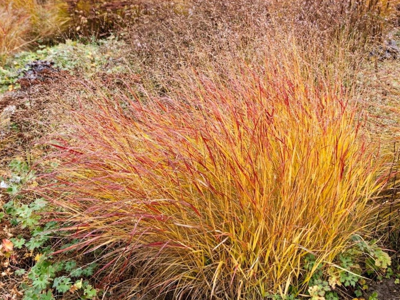 Panicum virgatum 'Hänse Herms' / Braunrote Rutenhirse