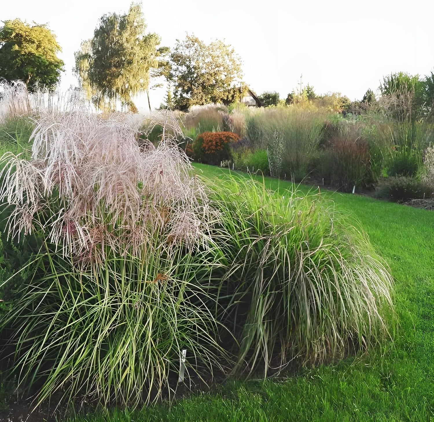 Miscanthus sinensis 'Pink Cloud' / Rosa Chinaschilf