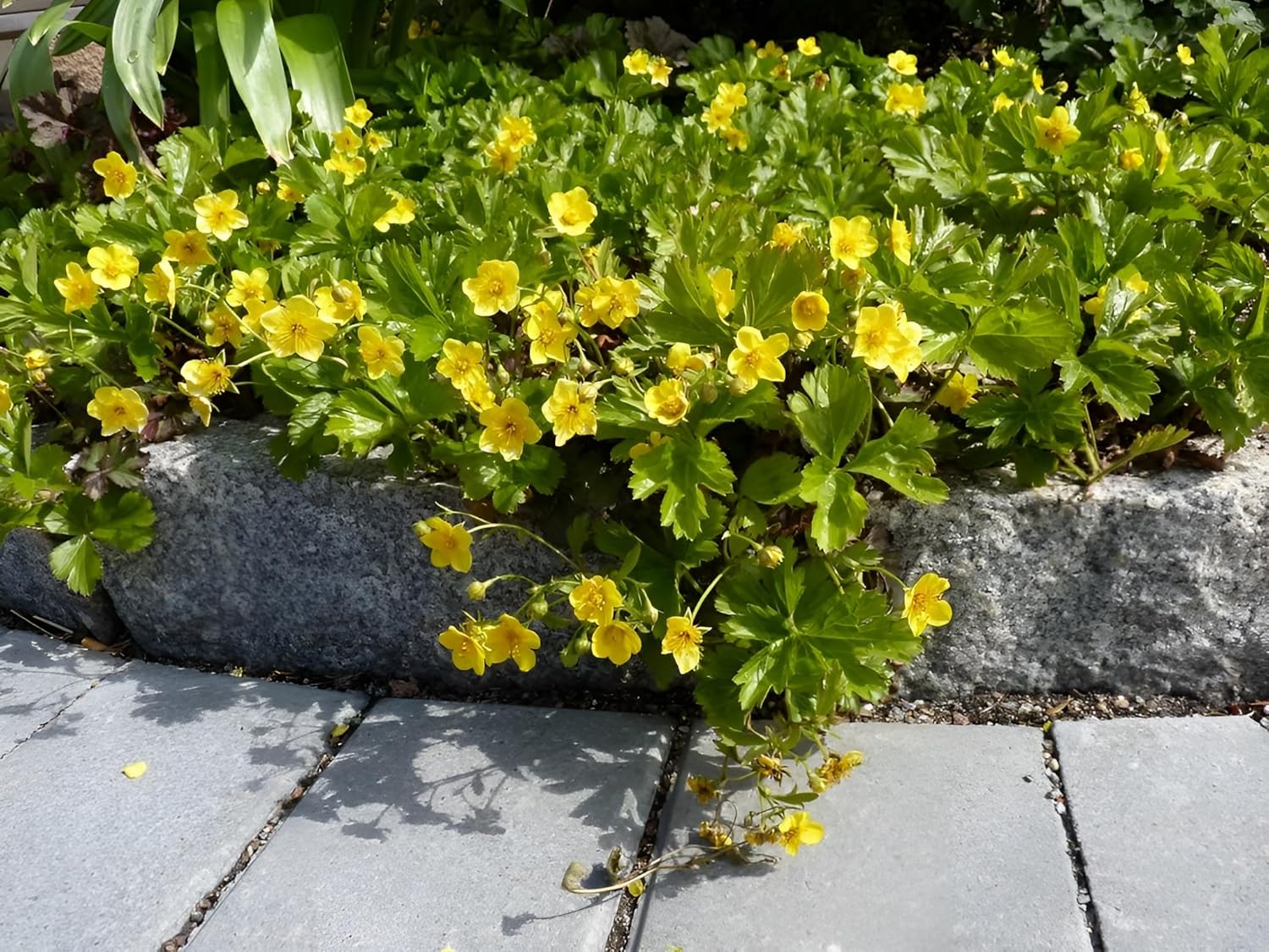 Waldsteinia ternata / Golderdbeere
