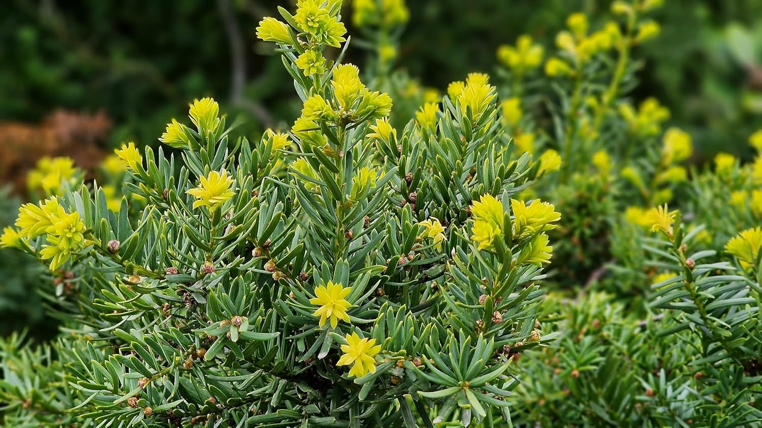 Taxus media 'Hillii' / Becher-Eibe